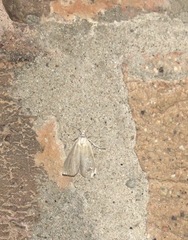 Calamotropha paludella