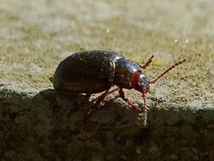 Chrysolina americana