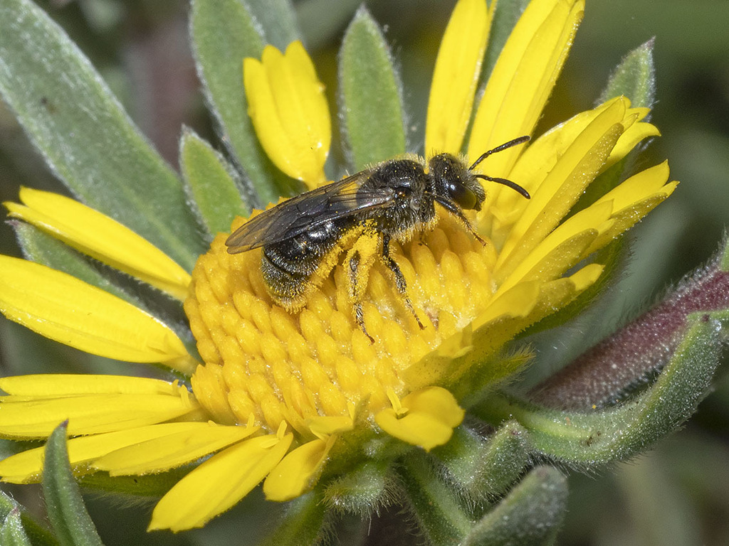 Lasioglossum minutissimum