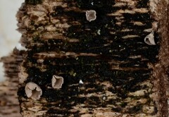 Glabrocyphella ohiensis