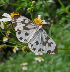 Nyctemera adversata