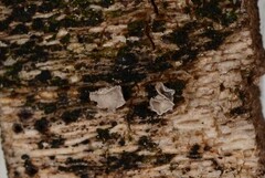 Glabrocyphella ohiensis