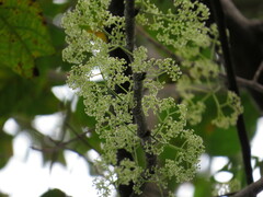 Pycnarrhena novoguineensis