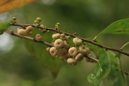 Image of Assam Leaf-Flower (Glochidion ellipticum) by (c) madhavan a.p, some rights reserved (CC BY)