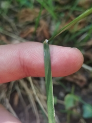 Deschampsia cespitosa