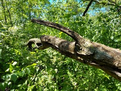 Glabrocyphella ohiensis