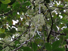 Pycnarrhena novoguineensis