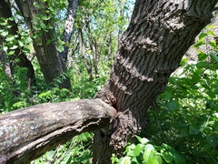 Glabrocyphella ohiensis