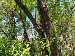 Glabrocyphella ohiensis