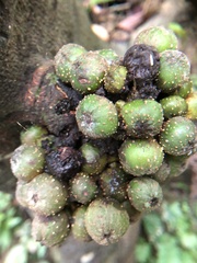 Ficus benguetensis