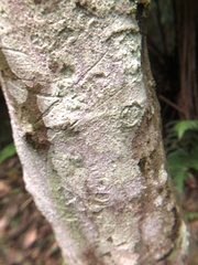 Ficus benguetensis