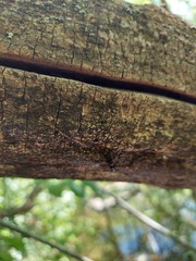 Glabrocyphella ohiensis