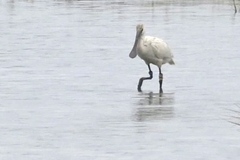 Platalea leucorodia