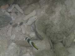 Heniochus
