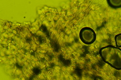 Glabrocyphella ohiensis
