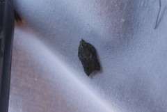 Acleris effractana