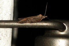 Acleris effractana