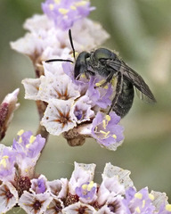 Lasioglossum viride