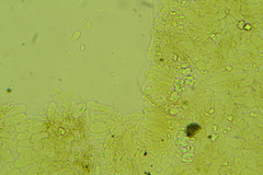 Glabrocyphella ohiensis