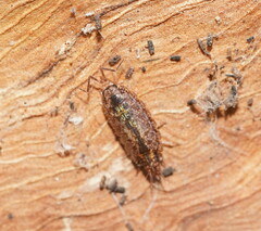 Holoverticata