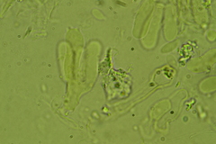 Glabrocyphella ohiensis