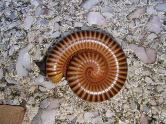 Thyropygus allevatus