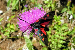 Zygaena