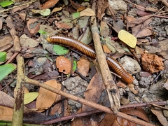 Thyropygus allevatus