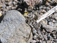 Thyridanthrax indigenus