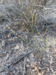 Eriogonum gracile
