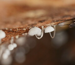 Mycena piringa