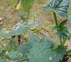Diaea dorsata