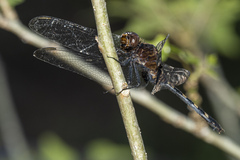 Erythemis plebeja