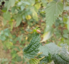 Diaea dorsata