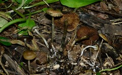 Psilocybe ovoideocystidiata