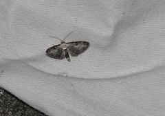 Eupithecia succenturiata