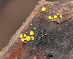 Calycina claroflava