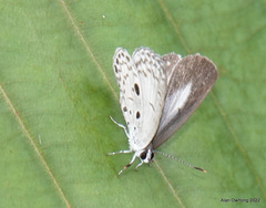 Acytolepis puspa
