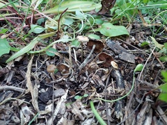 Psilocybe ovoideocystidiata