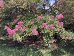Lagerstroemia indica