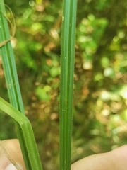 Carex pilosa