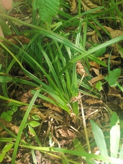 Carex pilosa