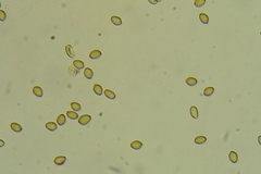 Psilocybe ovoideocystidiata