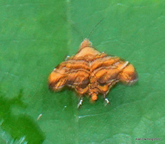 Choreutis