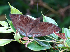 Euthalia monina