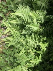 Christella acuminata