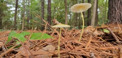 Leucocoprinus fragilissimus