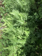 Christella acuminata
