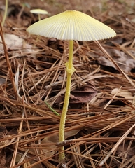 Leucocoprinus fragilissimus
