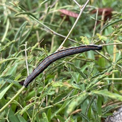 Grammodes geometrica